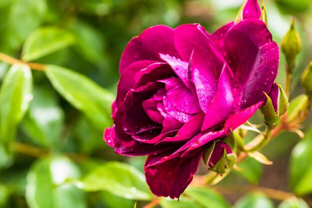 Photo un gros plan de la rose pourpre