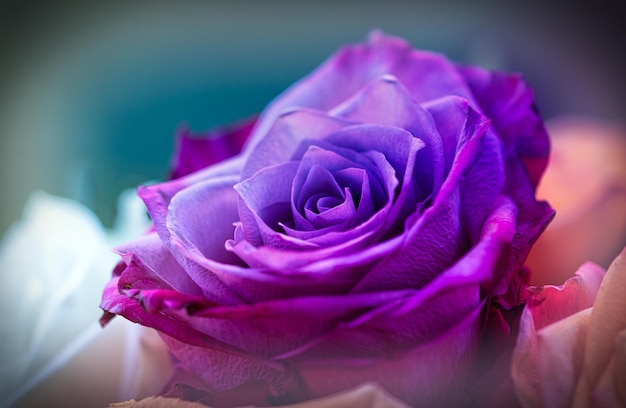 Un gros plan de la rose pourpre