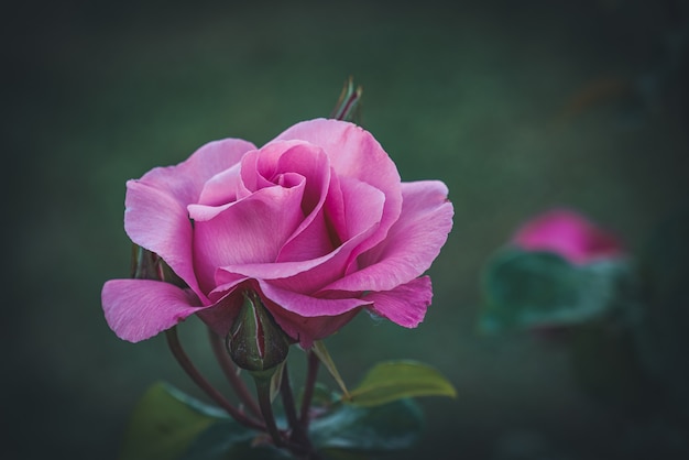 Gros plan d'une rose rose cultivée dans un jardin