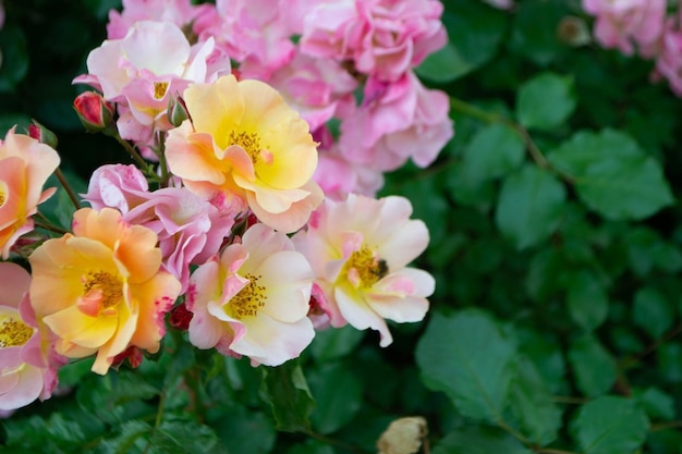 Gros plan d'une rose rose sur fond vert foncé photo de haute qualité