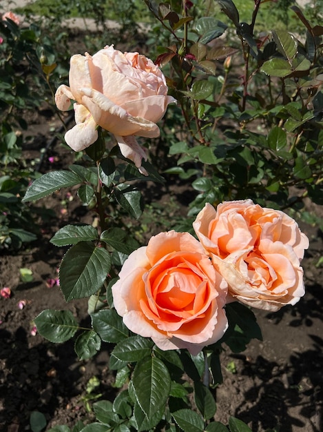 Gros plan d'une rose rose sur fond vert foncé photo de haute qualité