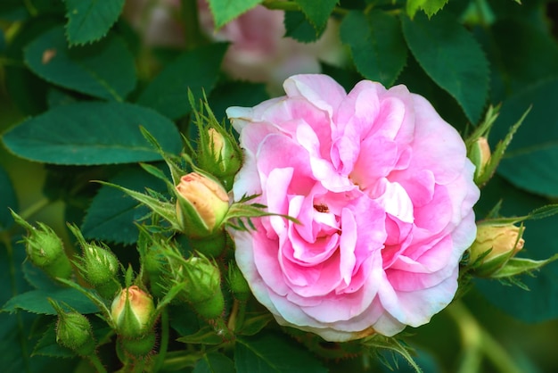 Gros plan d'une rose rose poussant sur un arbre sur un sol verdoyant en été Une seule fleur qui fleurit sur un champ vert au printemps Vue d'une plante magenta qui fleurit dans le jardin Belle tête de fleur dans la nature