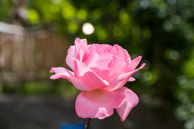 Gros plan rose rose rose dans le jardin