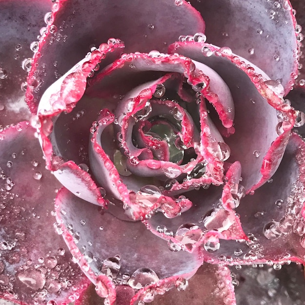 Photo un gros plan d'une rose rose rose mouillée