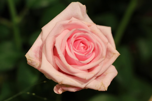 Un gros plan de la rose rose