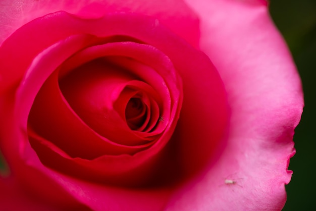 Un gros plan de la rose rose