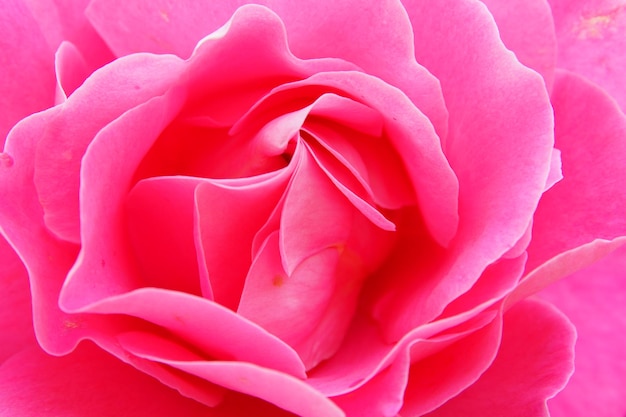 Un gros plan de la rose rose