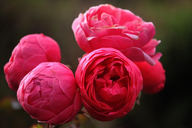 Un gros plan de la rose rose