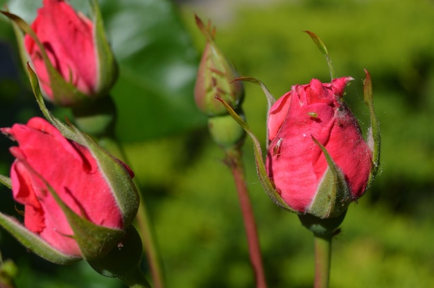 Photo un gros plan de la rose rose