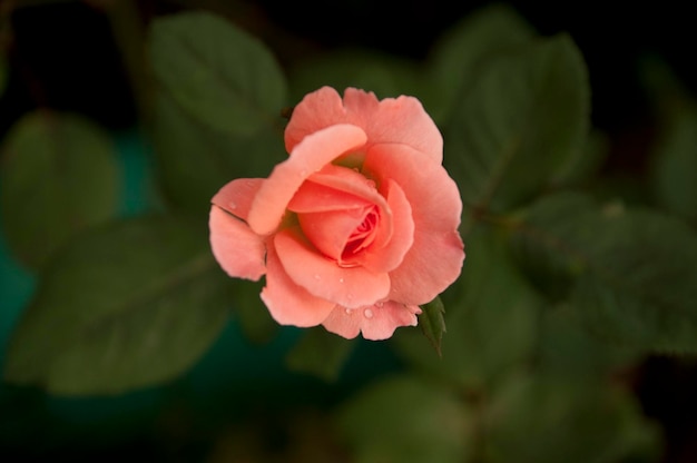 Photo un gros plan de la rose rose