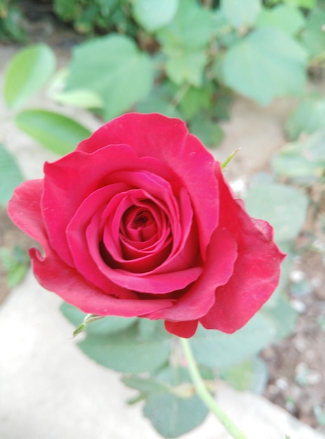 Un gros plan de la rose rose