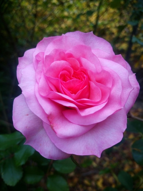 Un gros plan de la rose rose