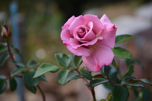 Un gros plan de la rose rose