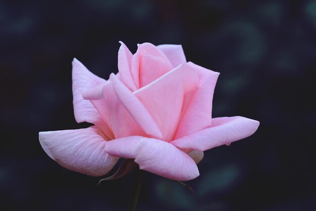 Un gros plan de la rose rose