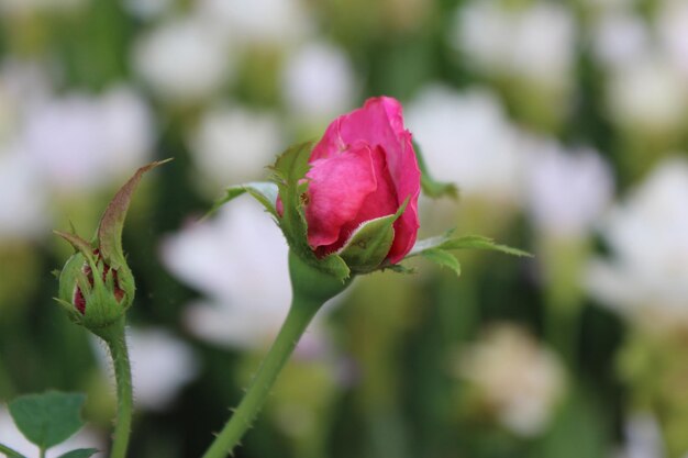 Un gros plan de la rose rose