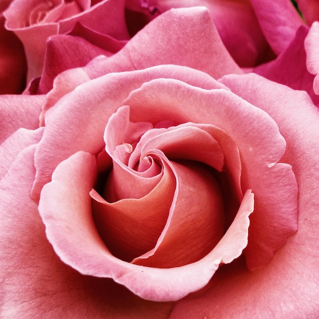 Un gros plan de la rose rose