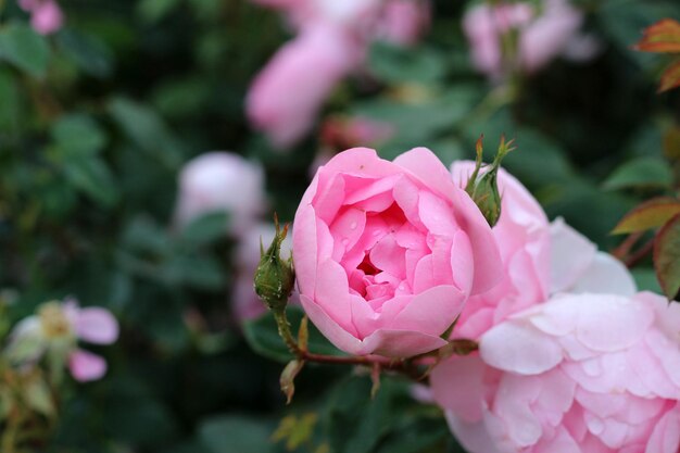 Un gros plan de la rose rose