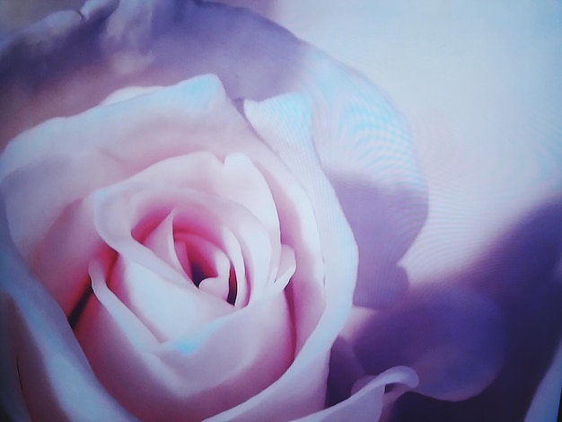 Un gros plan de la rose rose