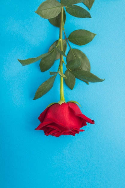 Gros plan sur rose rouge sur fond bleu. Emplacement vertical.