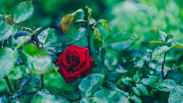 Gros plan de rose rouge sur fond de feuilles vertes Belle fleur avec des gouttes d'eau Concept de fond de nature