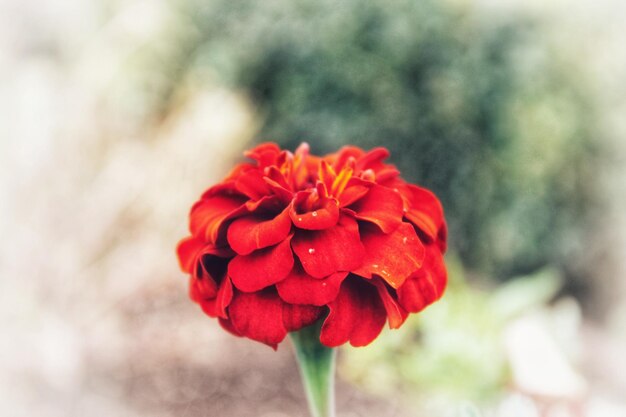 Photo un gros plan de la rose rouge sur un fond flou