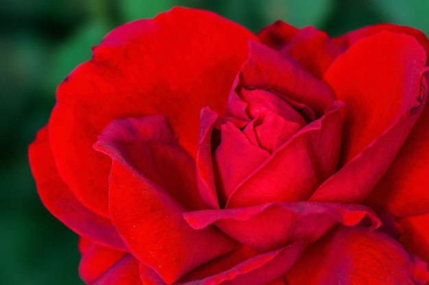 Photo gros plan de rose rouge montrant une belle texture