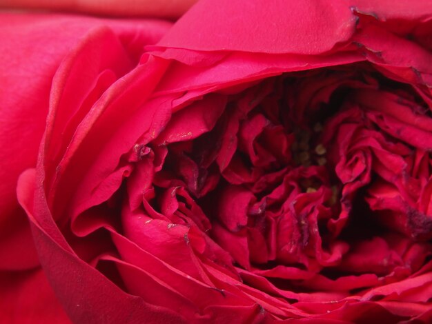 Un gros plan d'une rose rouge avec le mot rose au milieu