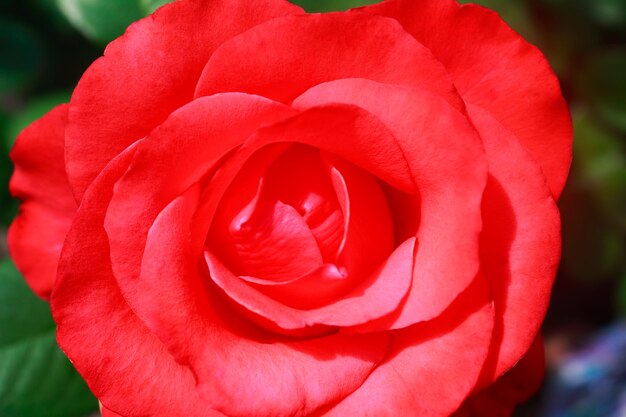 Photo un gros plan de la rose rouge