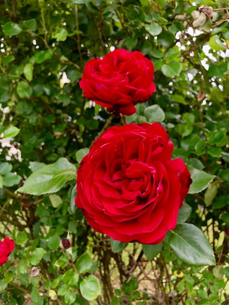 Photo un gros plan de la rose rouge