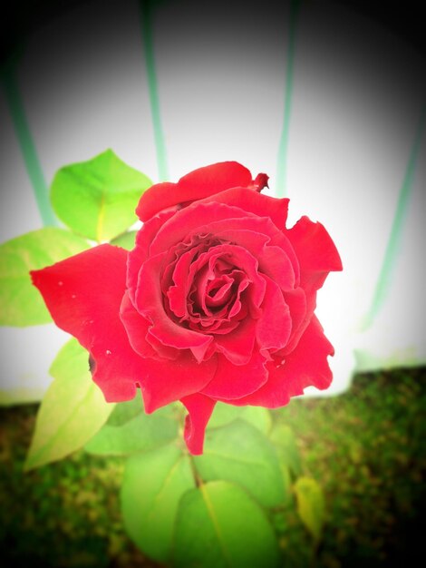 Photo un gros plan de la rose rouge