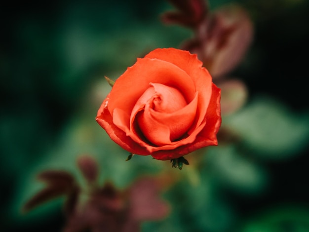 Photo un gros plan de la rose rouge