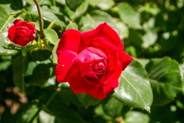 Photo un gros plan de la rose rouge