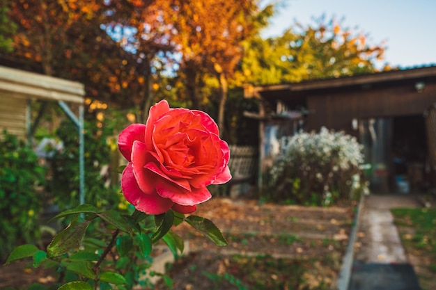 Un gros plan de la rose rouge