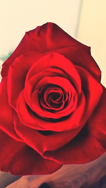 Photo un gros plan de la rose rouge