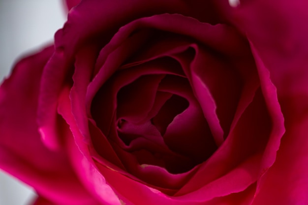 Un gros plan de la rose rouge