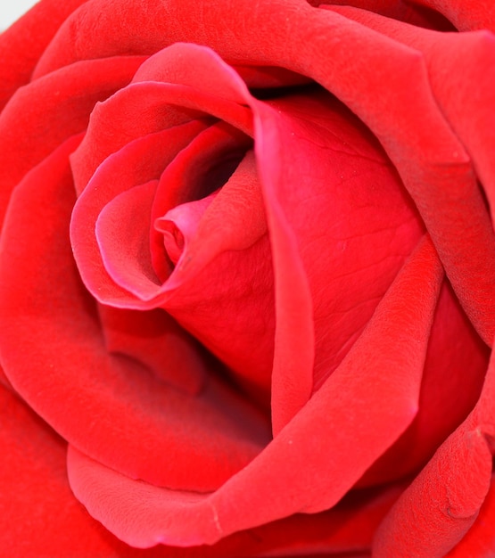 Photo un gros plan de la rose rouge