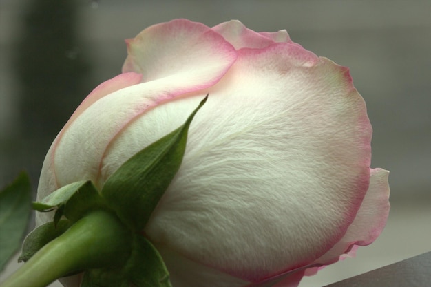 Un gros plan de la rose rouge