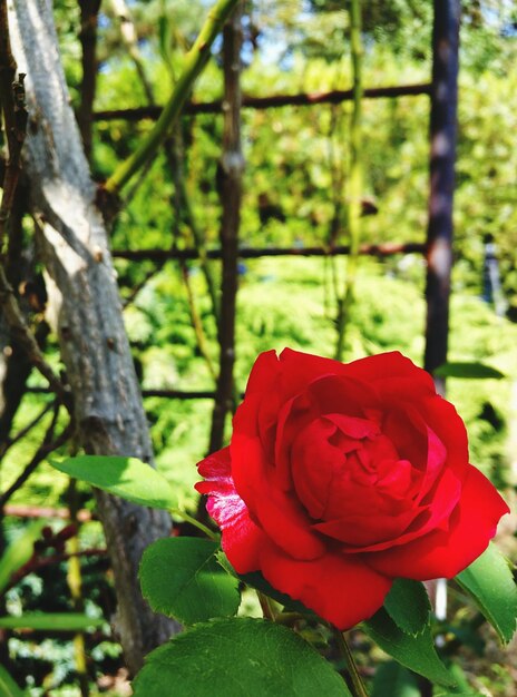 Photo un gros plan de la rose rouge