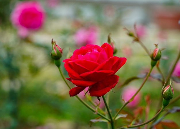 Un gros plan de la rose rouge