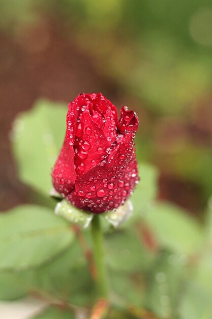 Photo un gros plan de la rose rouge