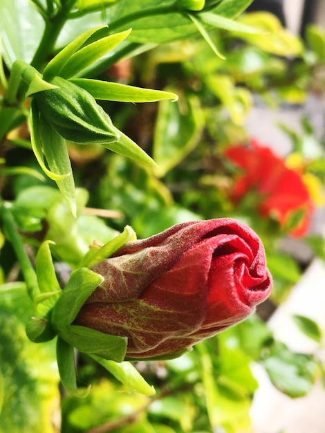 Photo un gros plan de la rose rouge