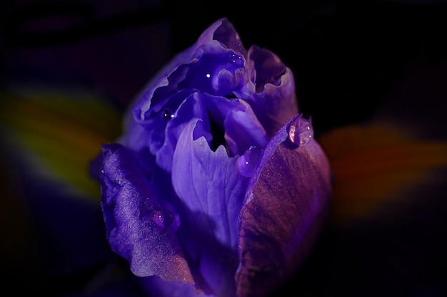 Gros plan d'une rose violette qui fleurit à l'extérieur
