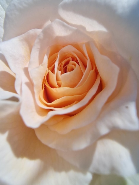 Gros plan, de, rose