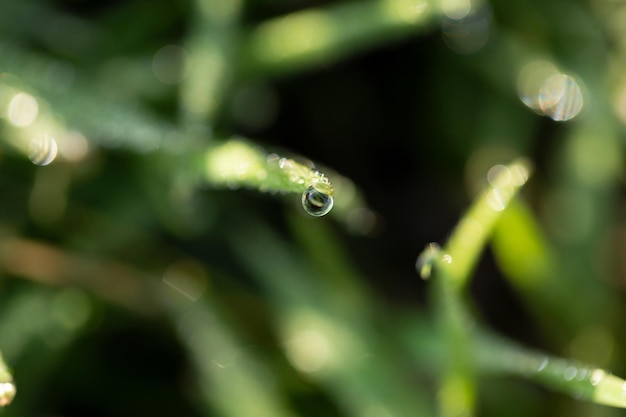 Gros plan de rosée sur l'herbe, cadre macro