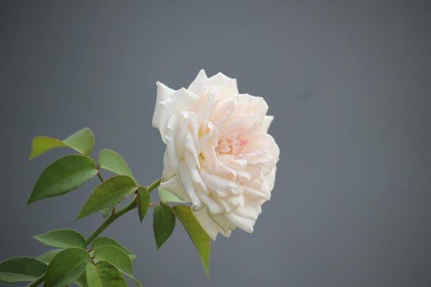 un gros plan de roses blanches avec un fond flou devant la terrasse de la maison