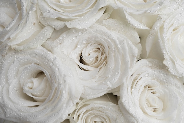 Photo gros plan sur les roses blanches