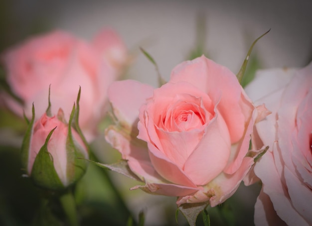 Gros plan de roses roses dans le jardin