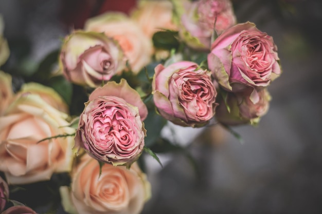 Un gros plan des roses roses
