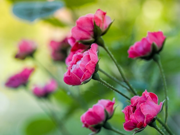 Photo un gros plan des roses roses