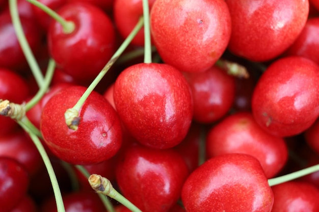 Gros plan rouge doux joyeux Merry berry